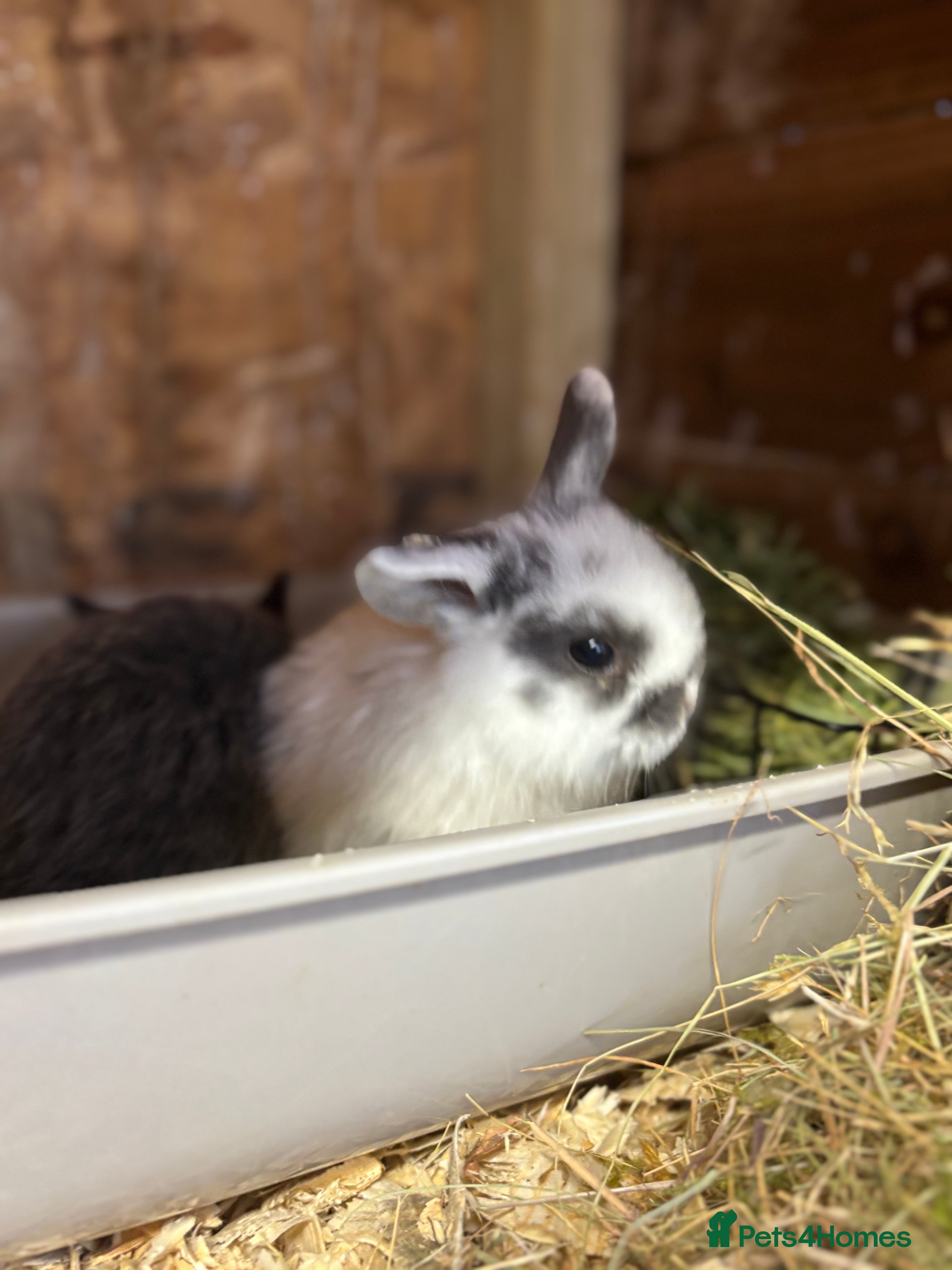 Mini Lop rabbits White & Blue Mini Lops - Advert 2