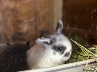 Mini Lop rabbits White & Blue Mini Lops - Advert 5