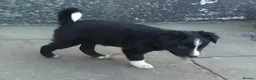 Border Collie dogs for sale: Confident, Friendly Collie Puppies - Advert 6