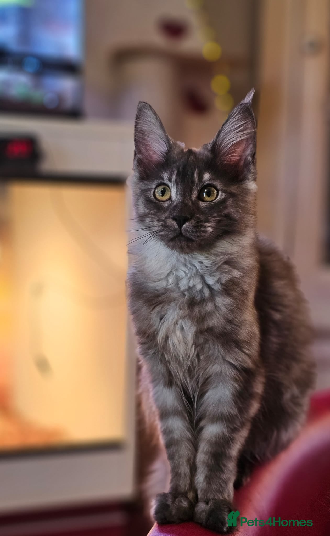 Maine Coon cats BEAUTIFUL MAINE COON KITTENS FOR SALE - Advert 15