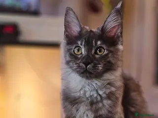 Maine Coon cats BEAUTIFUL MAINE COON KITTENS FOR SALE - Advert 15