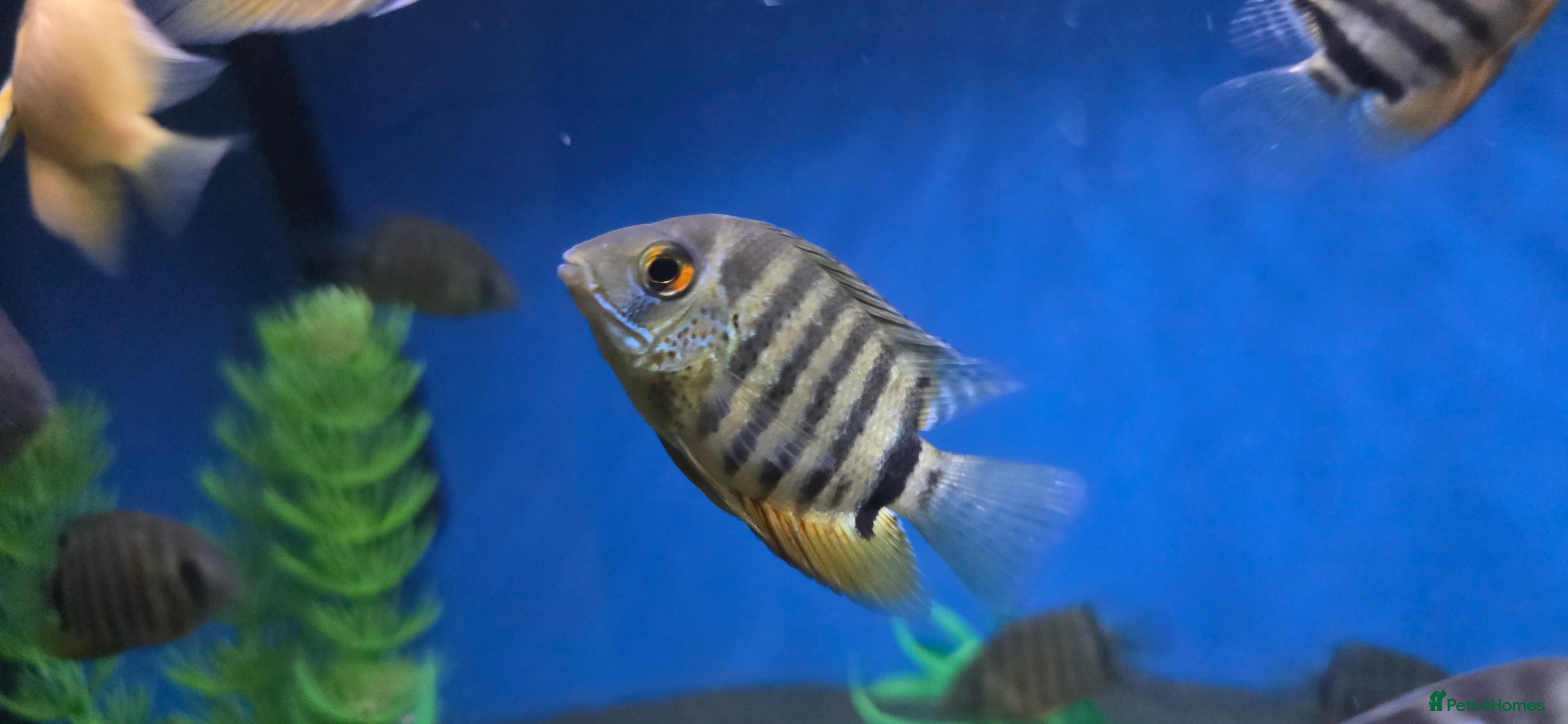 Cichlids fish Amazing severums available  - Advert 7