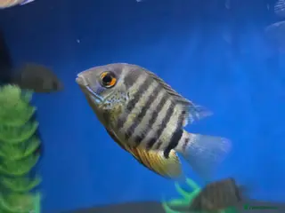 Cichlids fish Amazing severums available - Advert 7