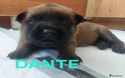 Belgian Shepherd Dog dogs for sale: PuppiesDWKC registered Working Line,Tested Parents - Image 6