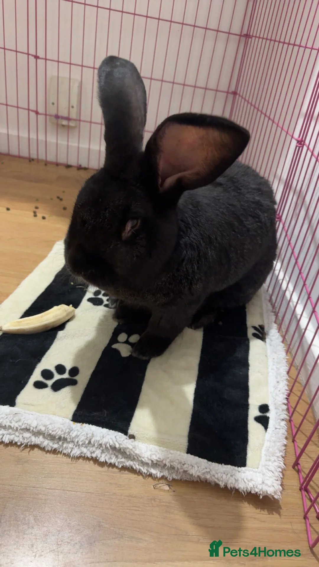 Continental Giant rabbits for sale:  Male Rabbit Friendly & Healthy - Advert 2