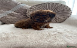 Cavapoo dogs for sale: Cavapoo pups  - Image 7