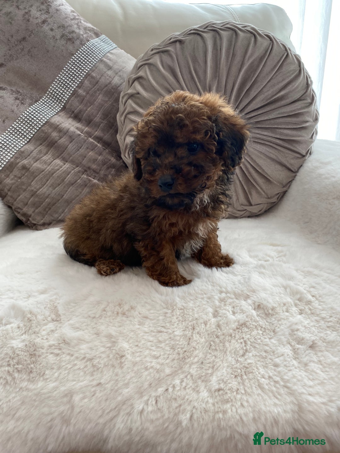 Cavapoo dogs for sale: Cavapoo pups  - Image 7