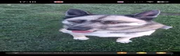 Huskita dogs for sale: Luna husky  - Advert 6