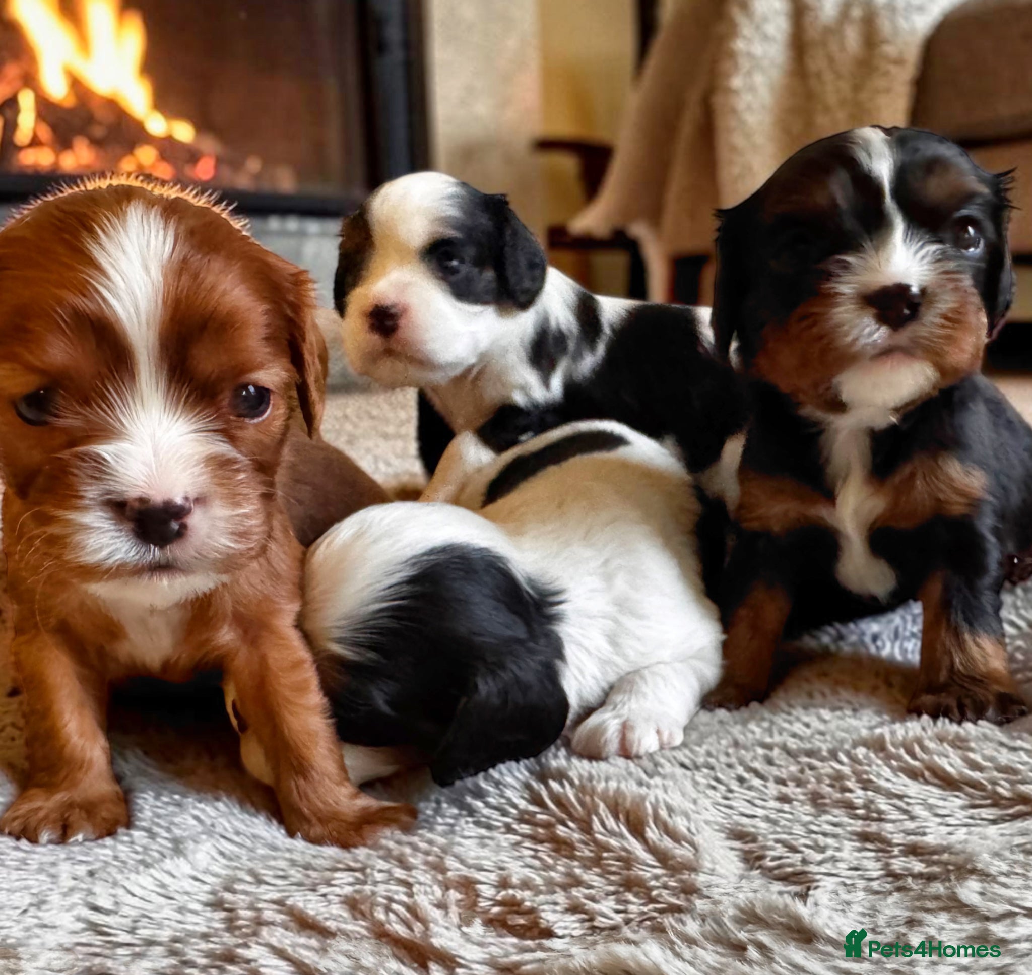 Cavalier King Charles Spaniel dogs Very rare in UK ultra-low COI 0.2% Choc carrier KC - Advert 17