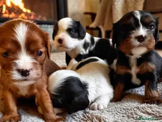 Cavalier King Charles Spaniel dogs Very rare in UK ultra-low COI 0.2% Choc carrier KC - Advert 17