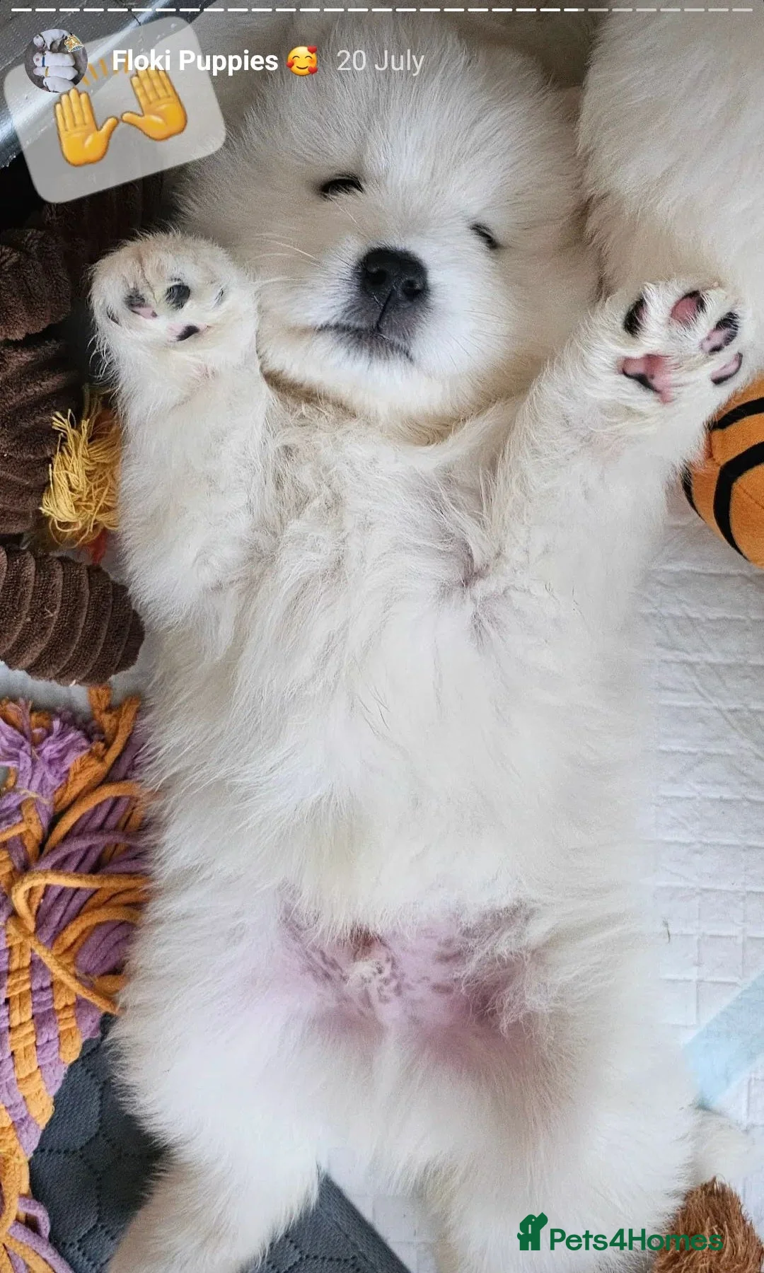 Samoyed dogs for stud: FULLY HEALTH TESTED KC Samoyed For Stud Champ Line - Advert 17