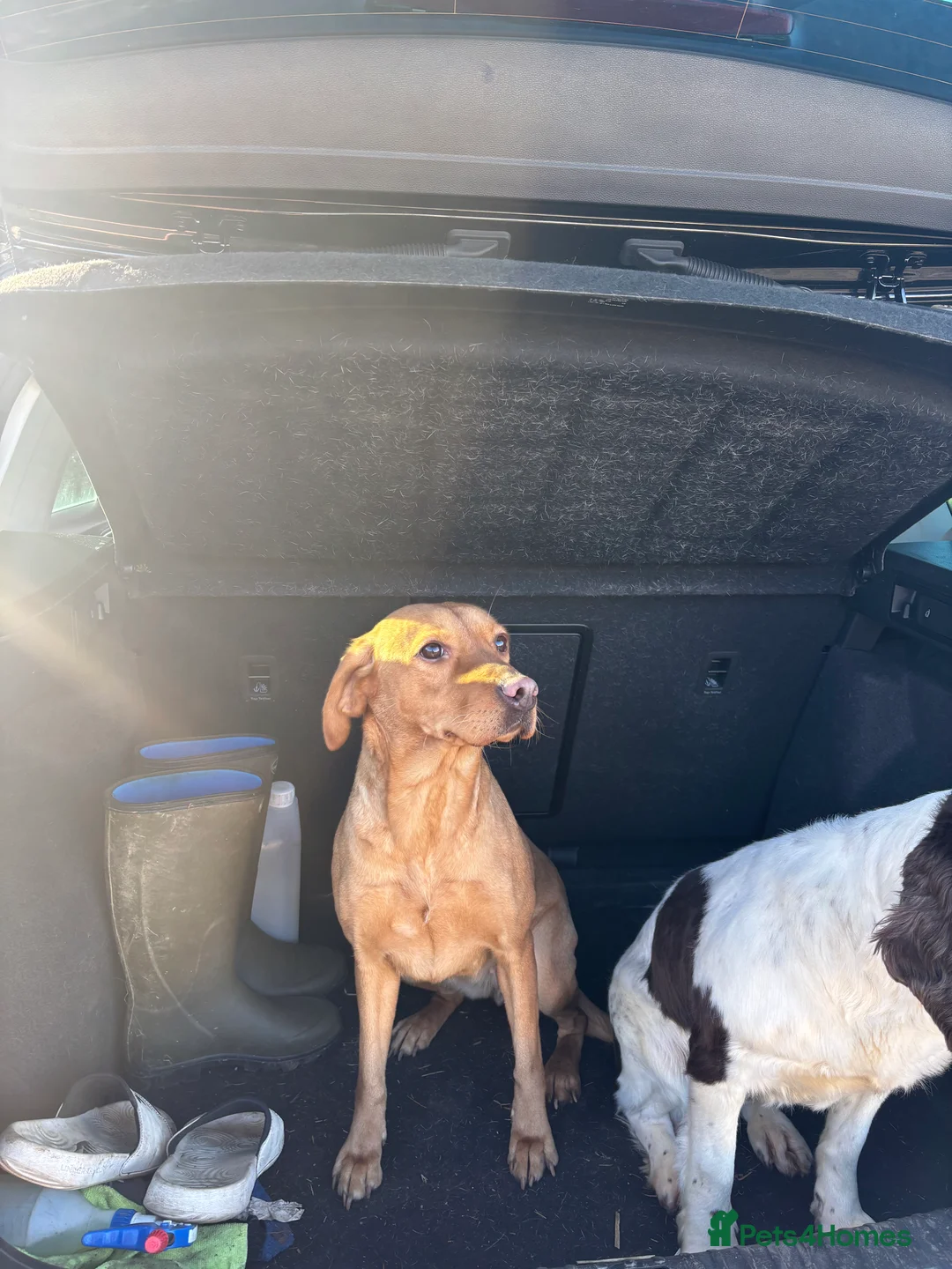 Labrador Retriever dogs for sale: Kc reg Labrador bitch - Advert 6