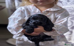 Cocker Spaniel dogs for sale: Health tested Champion parents show type male!!!  - Image 12