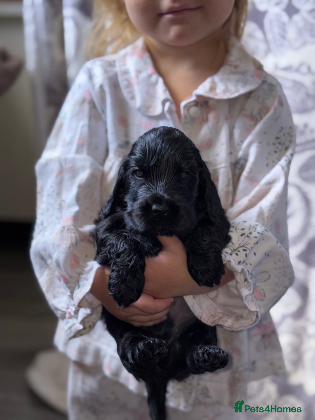 Cocker Spaniel dogs for sale: Health tested Champion parents show type male!!!  - Image 12