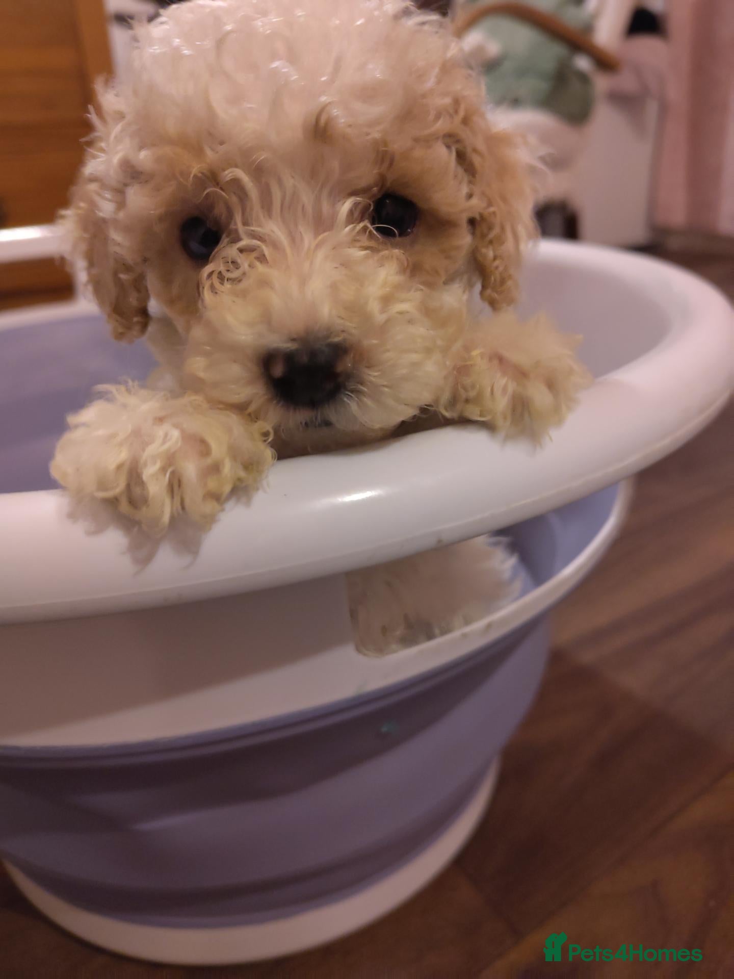 Cockapoo dogs for sale: Toy Cockapoo Puppies | 9 days left to collection! - Advert 2