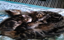 Mixed Breed cats for sale: 3 Beautiful Tabby fluffy Kittens - Image 20