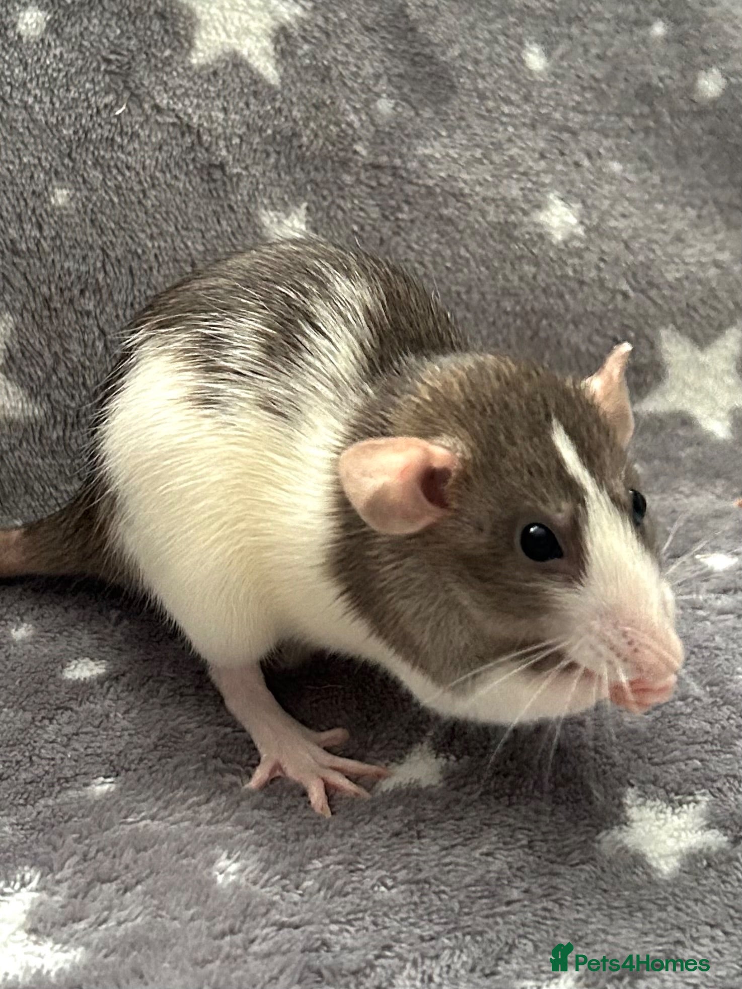 Rat rodents Baby Dumbo Dwarf Rats Male And Female  - Advert 2