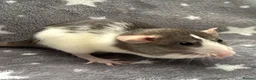 Rat rodents for sale: Baby Dumbo Dwarf Rats Male And Female  - Advert 2