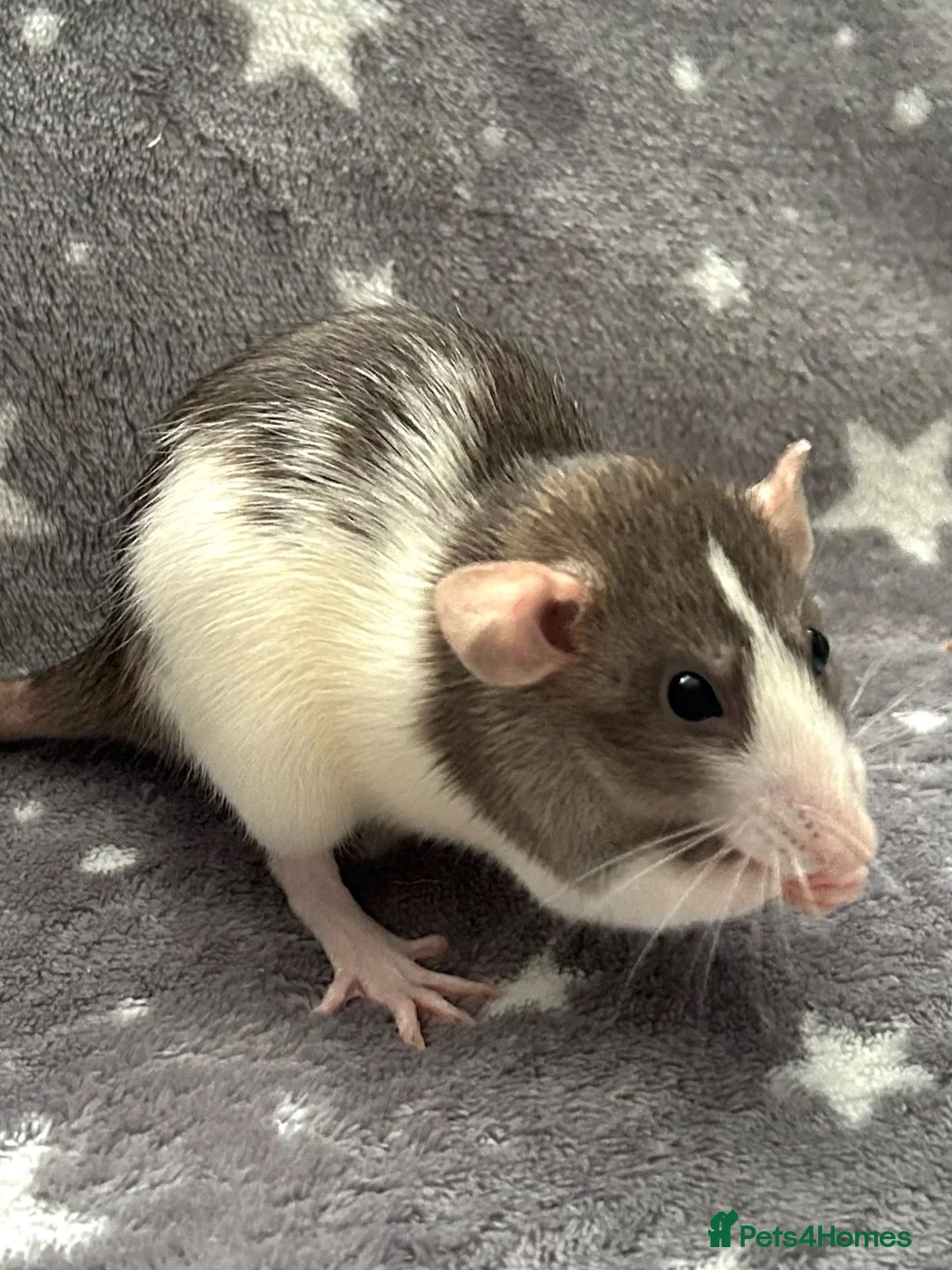 Rat rodents for sale: Baby Dumbo Dwarf Rats Male And Female  - Advert 2