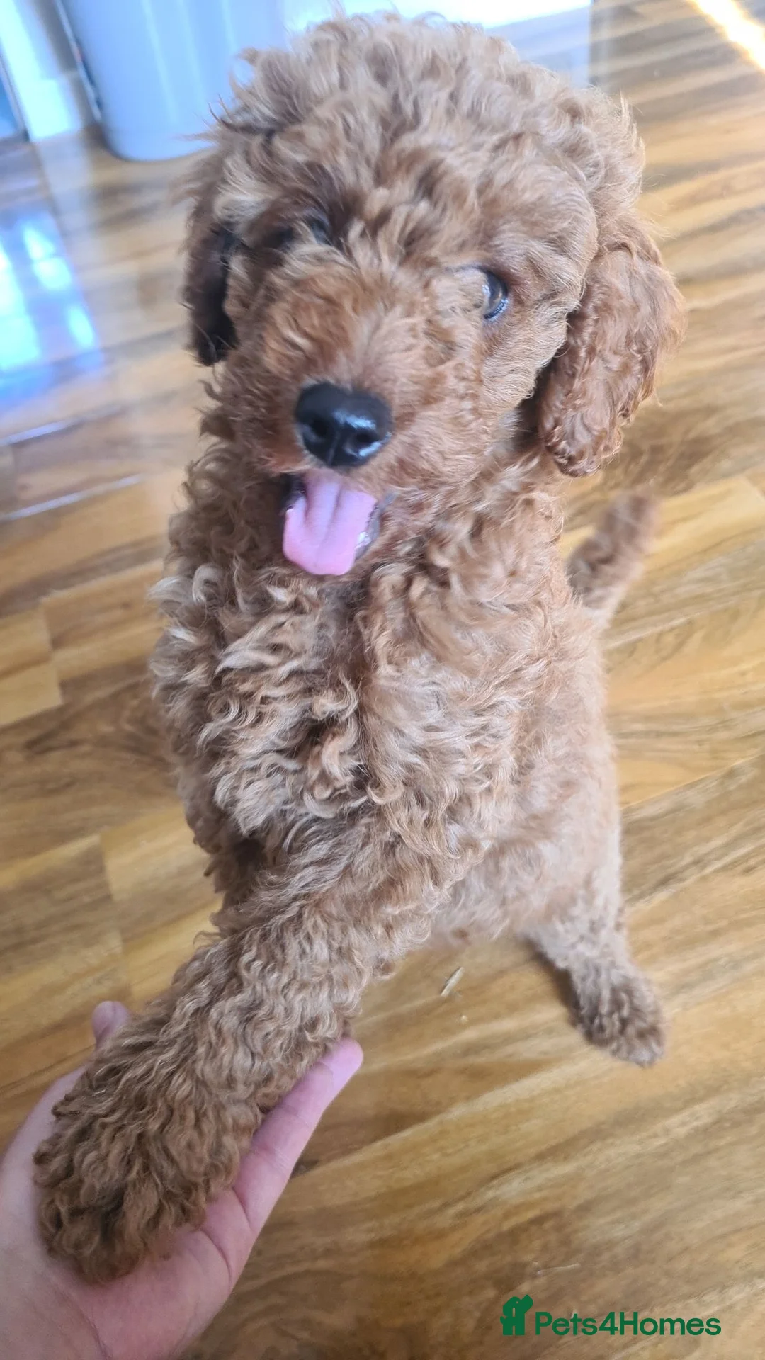 Miniature Poodle dogs for sale: 12 week old red girl  - Advert 2