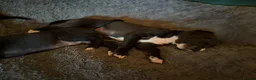 Whippet dogs for sale: Two male whippet puppies  - Advert 3