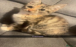 Domestic Shorthair cats for sale: 5 beautiful kittens  - Image 2