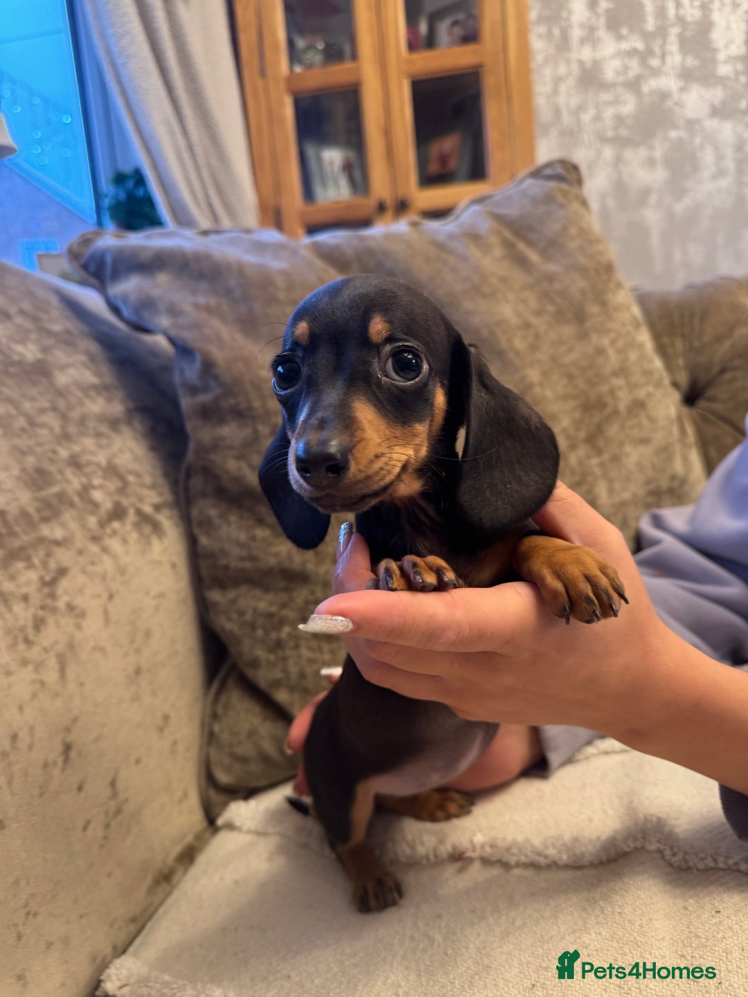 Miniature Dachshund dogs for sale: Miniature Dachshund puppies - Advert 15