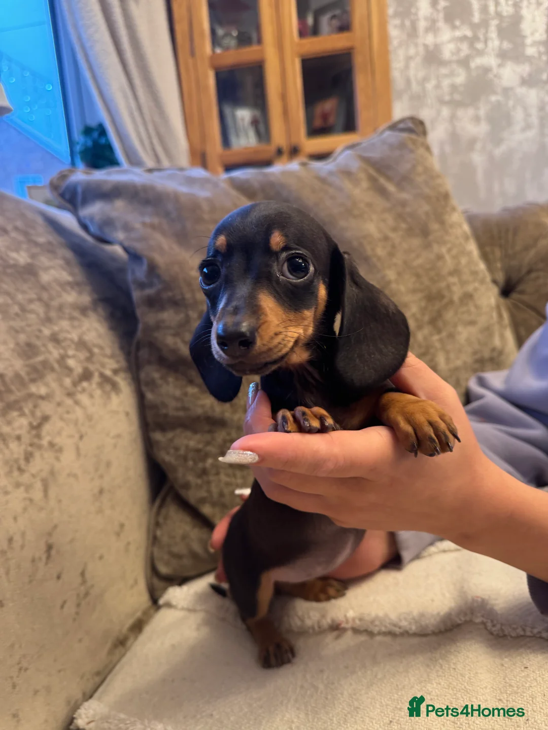 Miniature Dachshund dogs for sale: Miniature Dachshund puppies - Advert 11