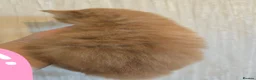 Maine Coon cats for sale: Red Maine Coon XXL Kittens - Advert 4