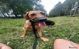 Mixed Breed dogs for adoption: Lykka - Norwich Norfolk  - Image 6