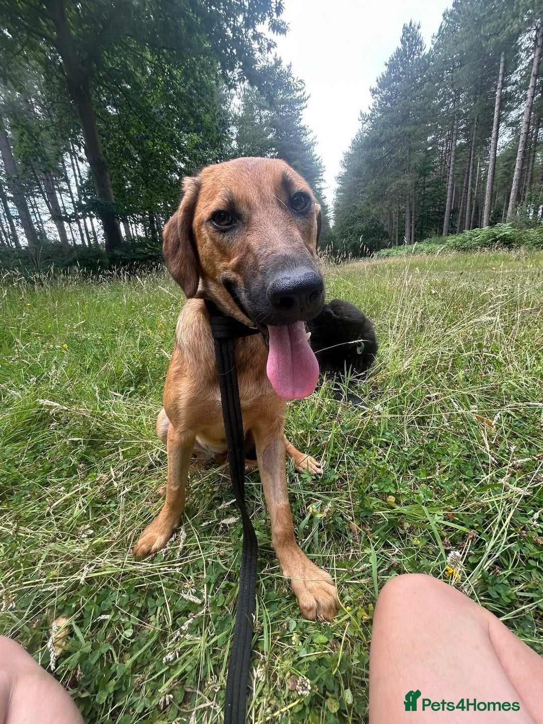Mixed Breed dogs for adoption: Lykka - Norwich Norfolk  - Image 6