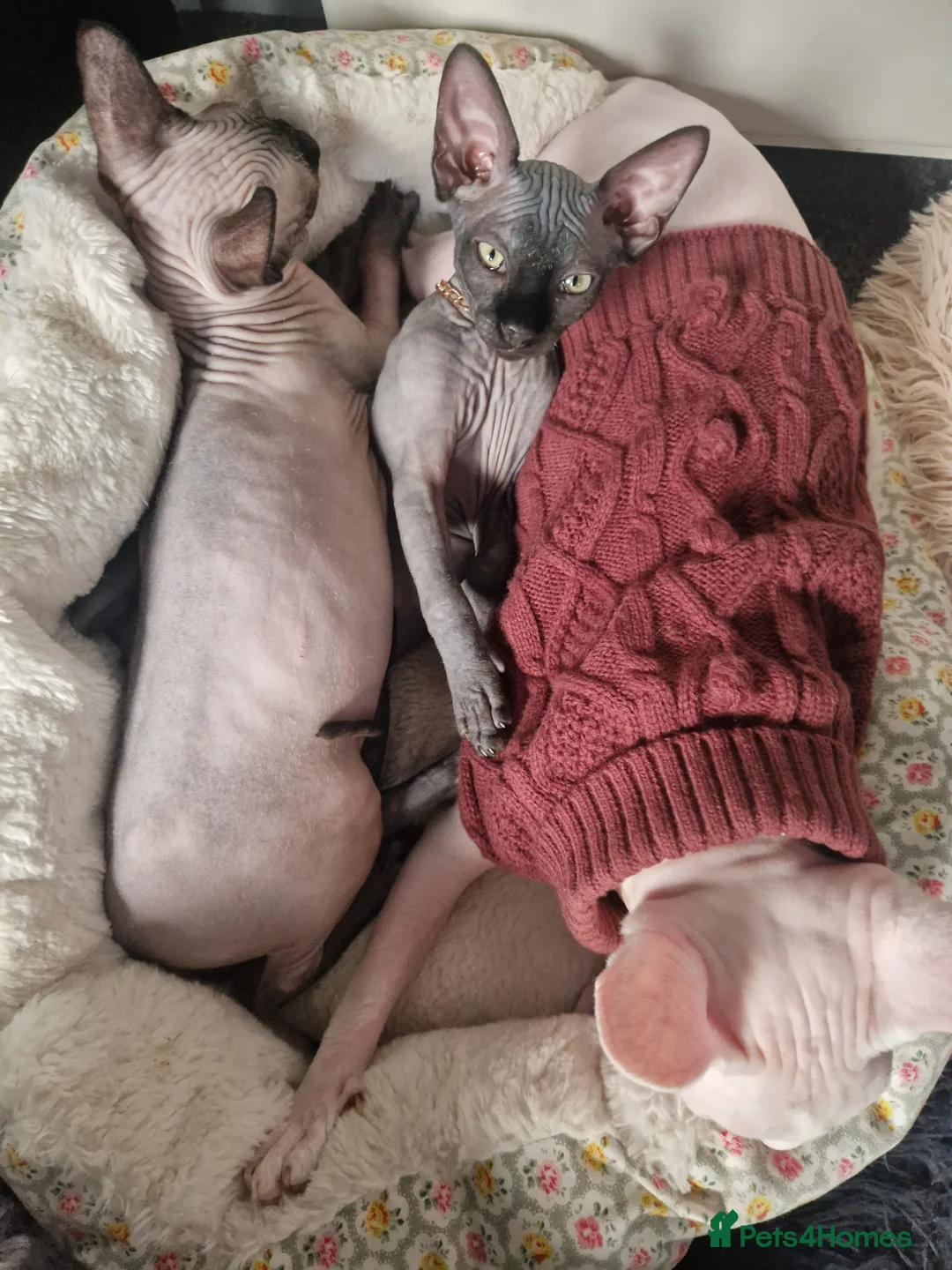 Sphynx cats for sale: Canadian Sphynx kittens - Advert 3