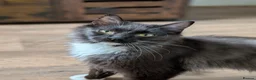 Ragdoll cats for sale: Gorgeous Tuxedo Smoke Ragdoll Cross Boy - Advert 9