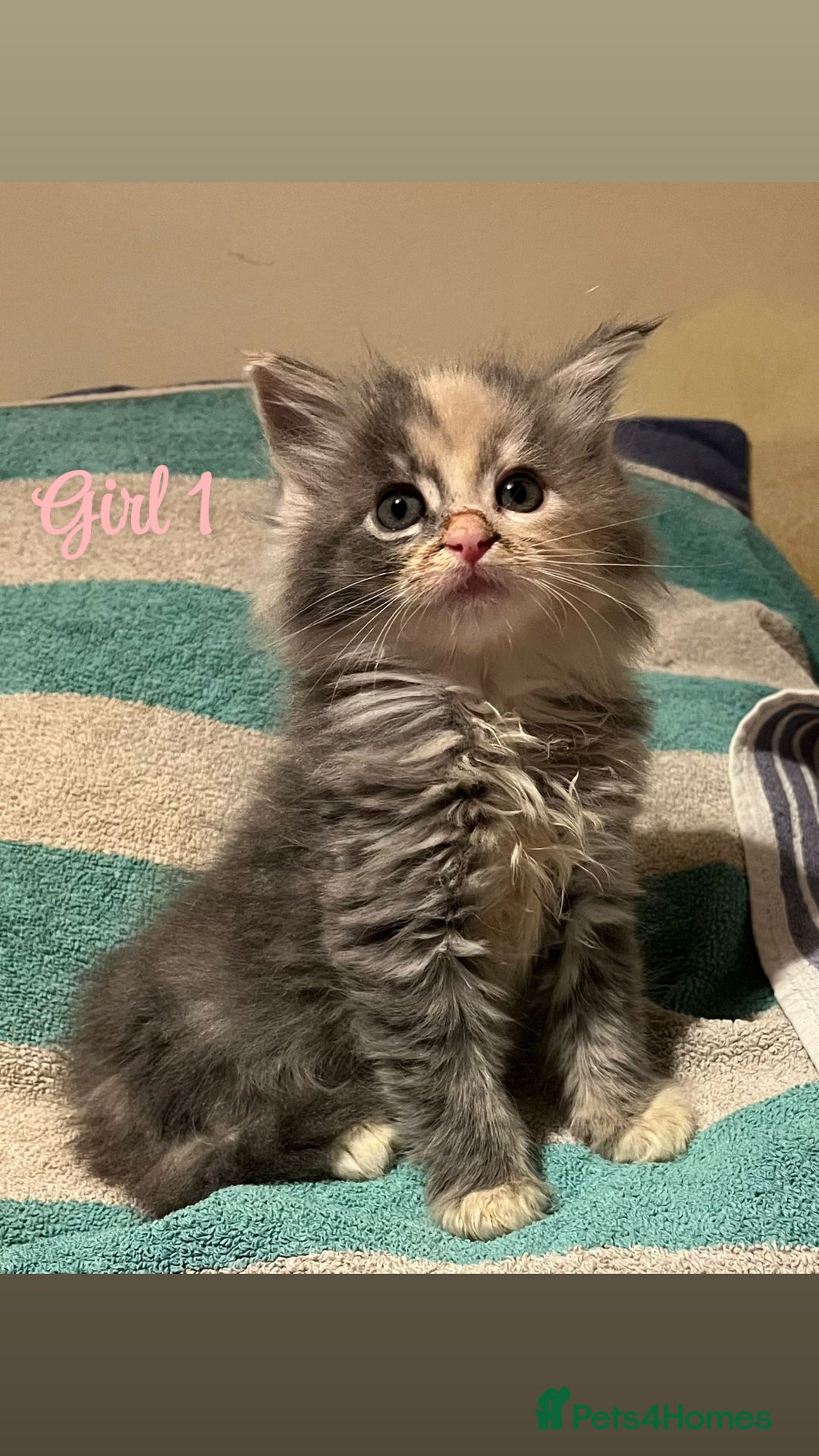 Mixed Breed cats for sale: MAINECOON X KITTENS FOR SALE 🩵🩷 - Advert 3