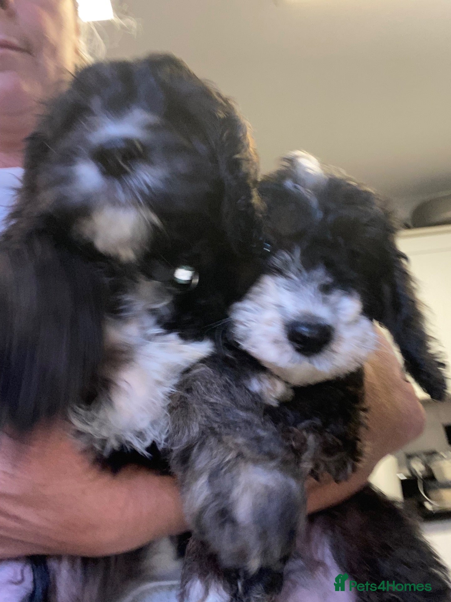 Cockapoo dogs ONLY 1 BOY LEFT  £650!! CUTE COCKAPOO PUPPY  - Advert 2