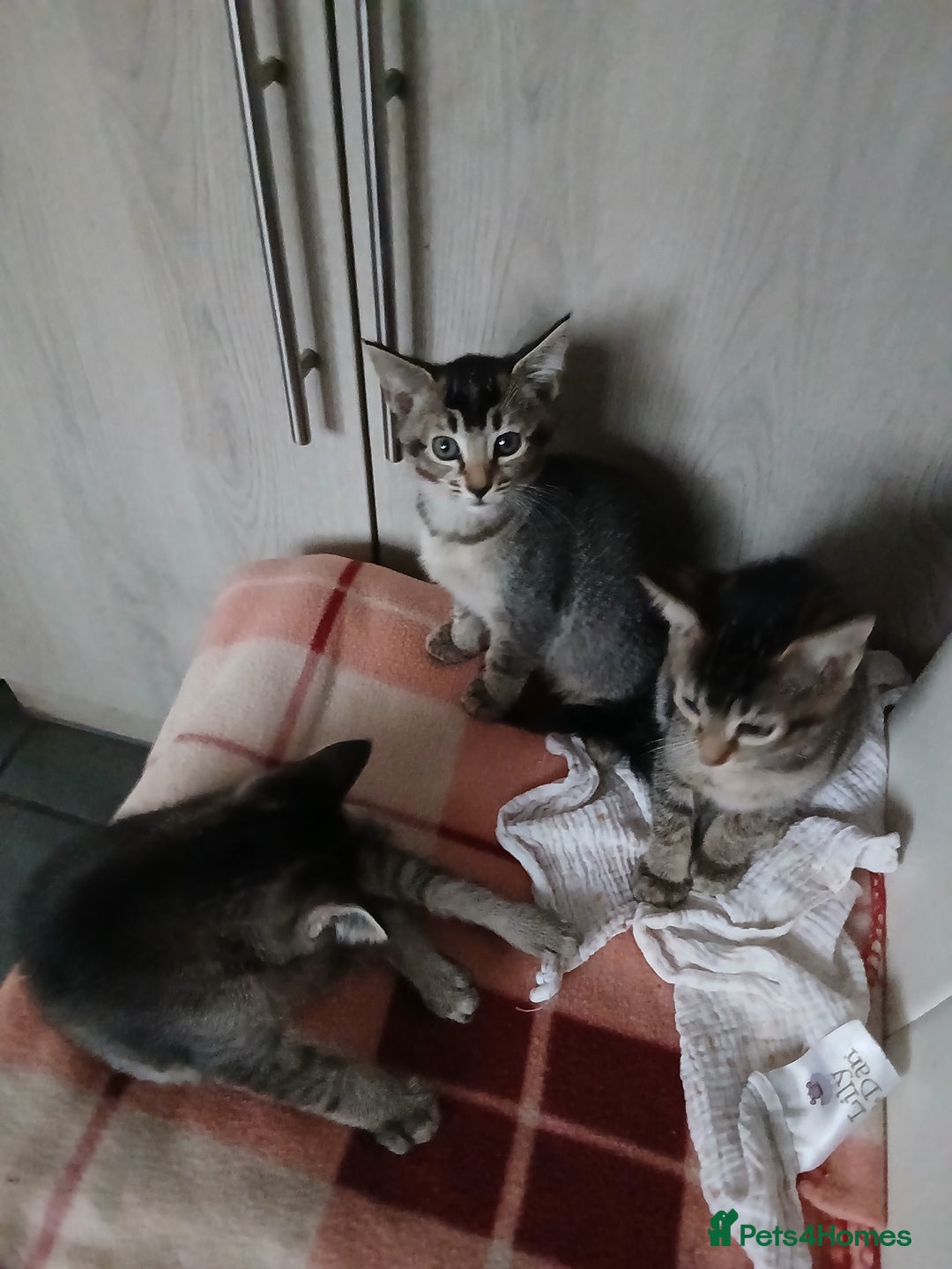 Oriental cats for sale: 2girls 1 boy - Advert 6