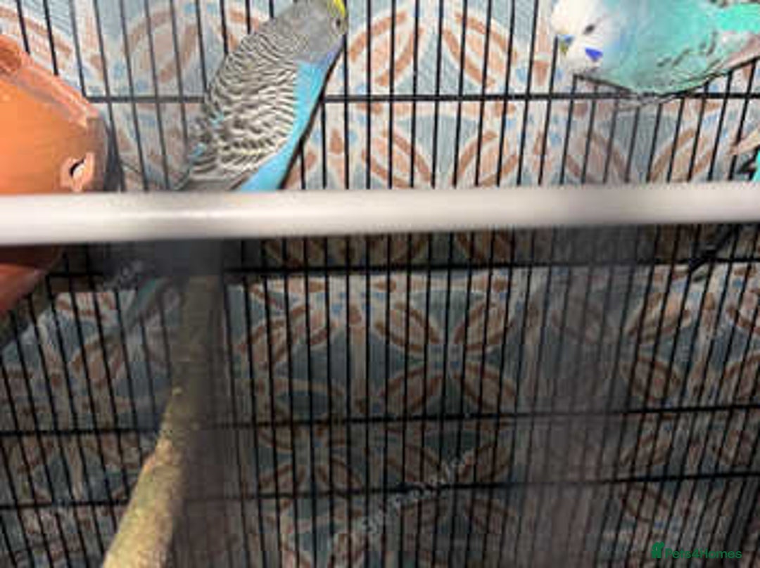 Finches birds for sale: Breeder budgies for sale  - Advert 9