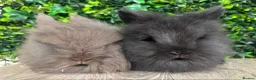Lionhead rabbits for sale: BEAUTIFUL BABY LIONHEAD BUNNIES  - Advert 8
