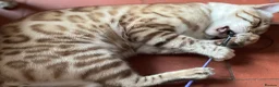 Bengal cats for sale: Beautiful Bengal family members - Advert 22