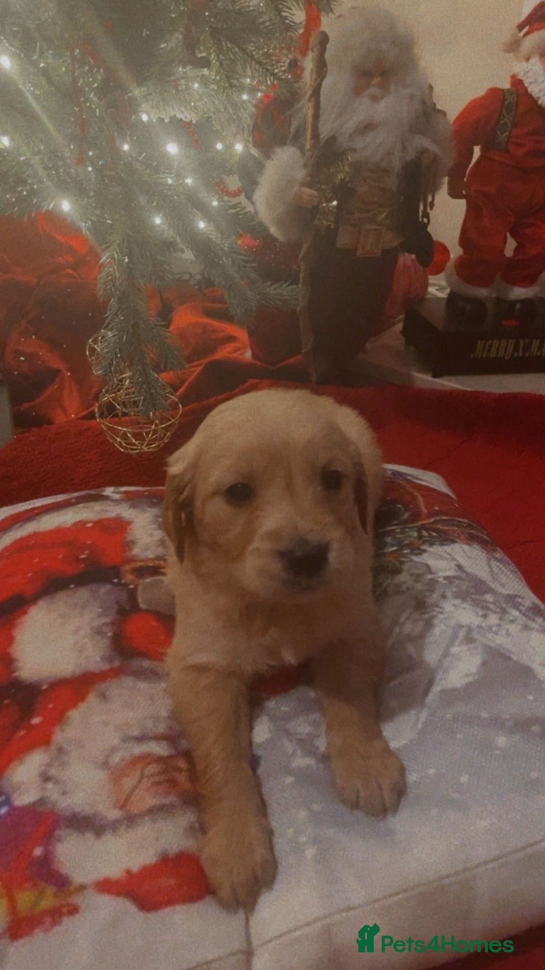 Golden Retriever dogs for sale: Golden retriever 5 boys🐶🐾 - Advert 5