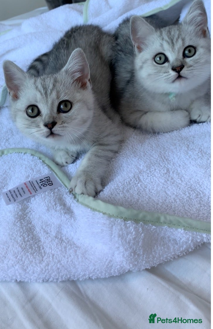 British Shorthair cats Beautiful British Shorthair Babies 🤍 - Advert 2