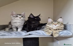Maine Coon cats for sale: 🍁🍂Good females🏡🎯📣 - Image 21