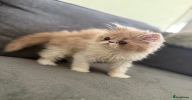 Persian cats - Advert 9