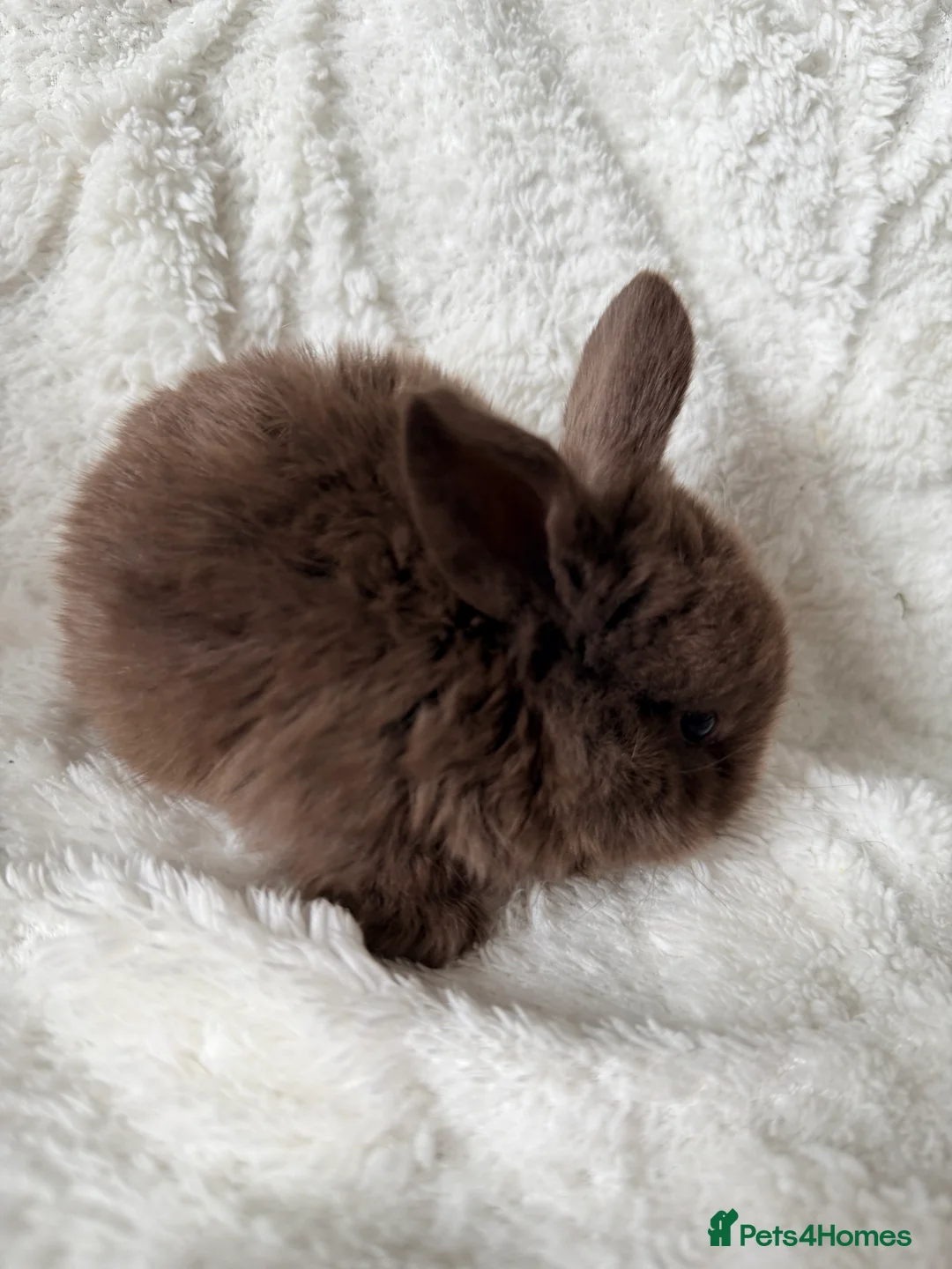 Mini Lop rabbits for sale: Mini lops - Advert 3