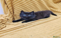 Mixed Breed cats for sale: Half Maine Coon kittens VIDEOS - Image 10