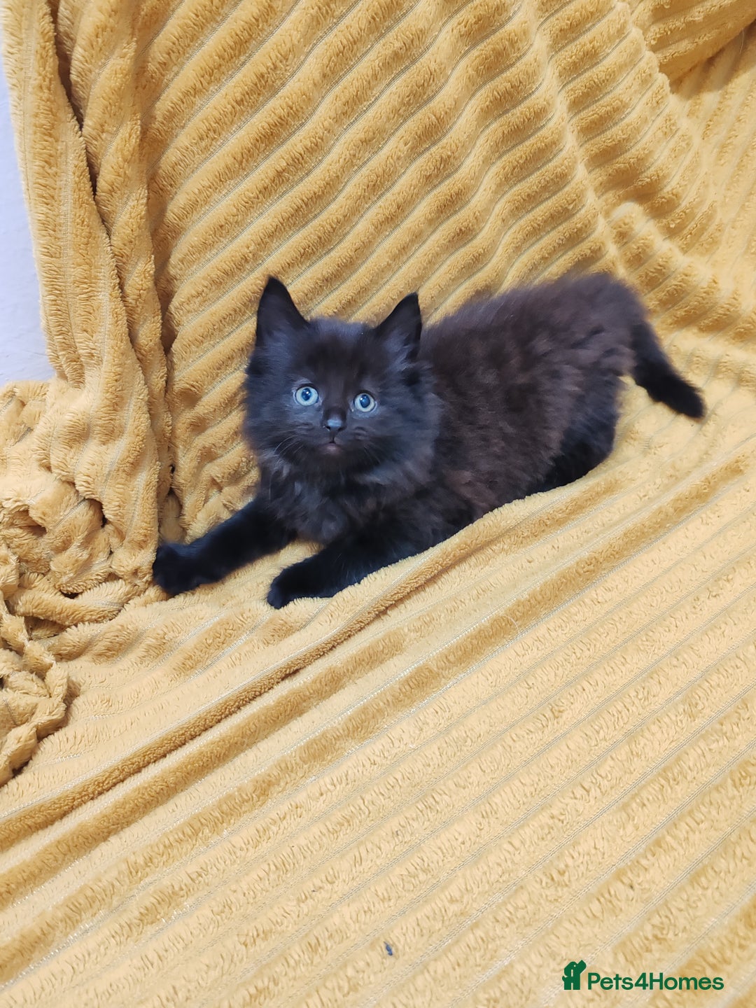 Mixed Breed cats for sale: Half Maine Coon kittens VIDEOS - Image 10