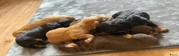 Cockapoo dogs for sale: Beautiful F1 Cockapoo Puppies – Ready Soon  £1,200 - Advert 18