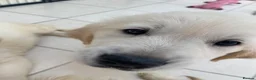 Golden Retriever dogs for sale: Wonderful Golden retriever puppies  - Advert 6