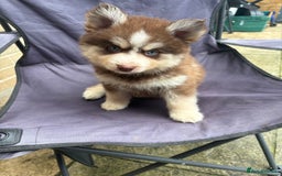 Pomsky dogs for sale: Champion bloodline f4 pomskys - Image 19