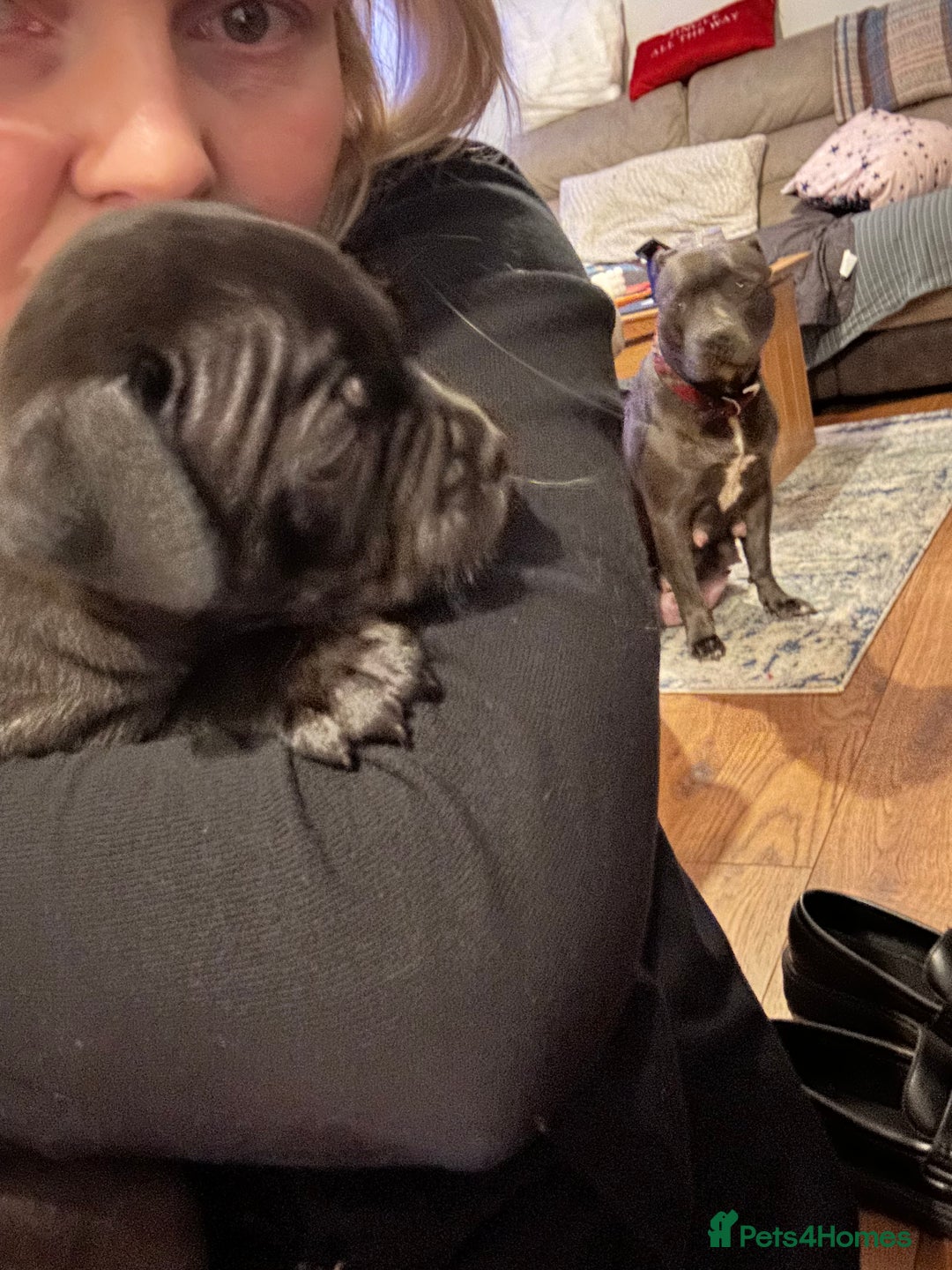 Staffordshire Bull Terrier dogs for sale: Staffordshire bull terrier puppies - Advert 13